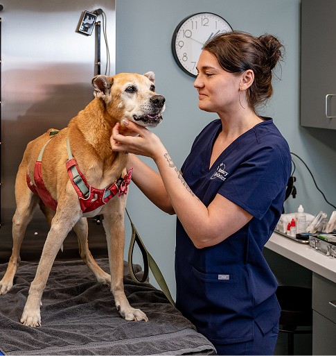 veterinary eye center team member with dog