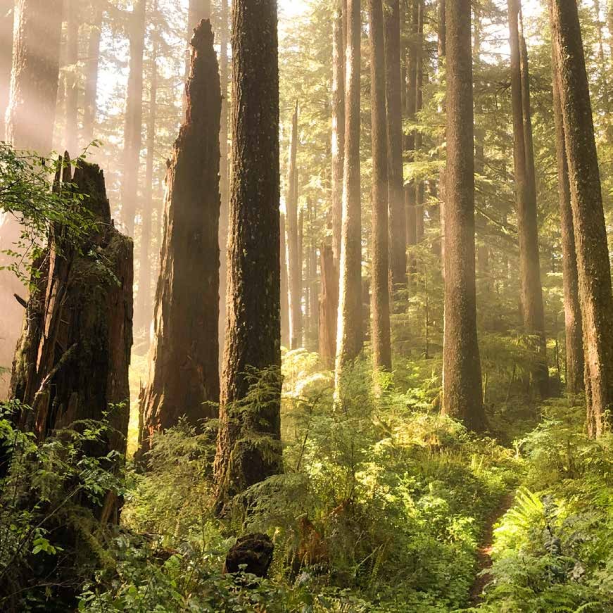 Sunlight filtering through a Northern California forest