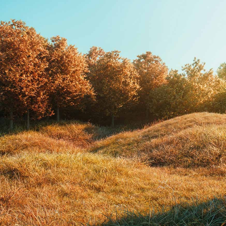 Trees and golden grass in the California hills