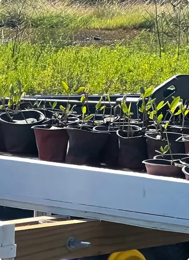 A bunch of plants that are in some pots.