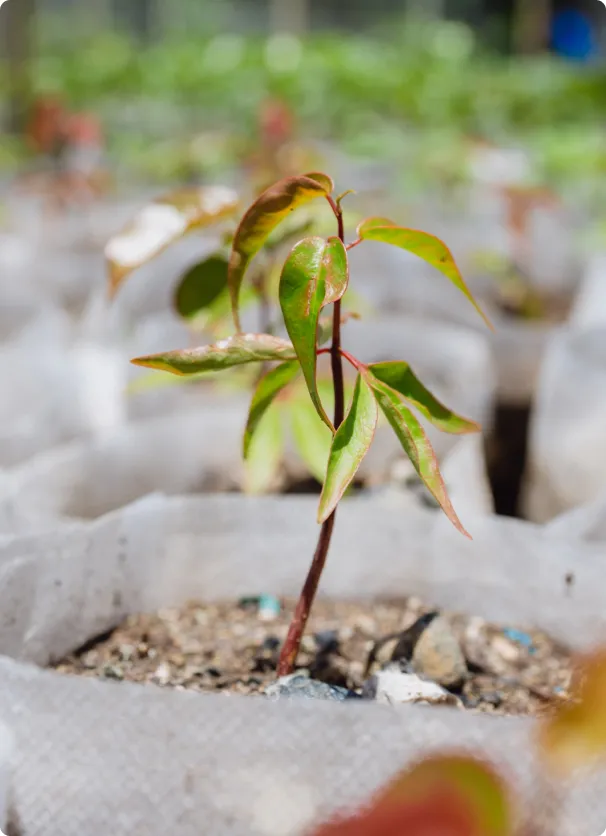 A small plant sprouting out of a bag.