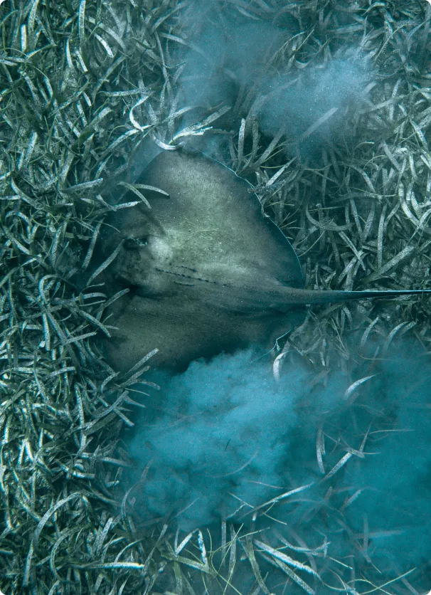 A stingfish in the grass with blue smoke coming out of it's mouth.