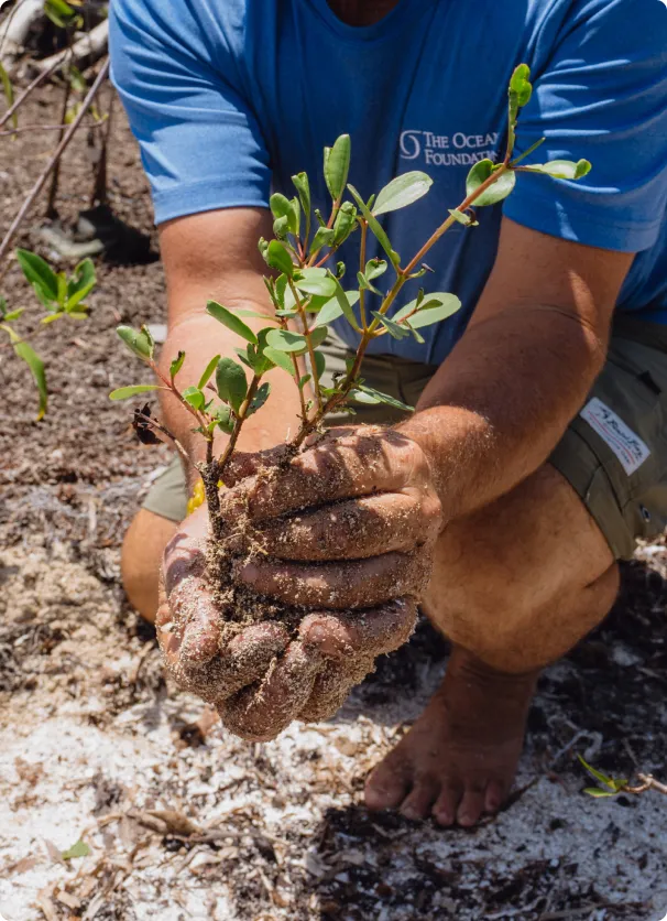 A man kneeling down holding a plant in his hands.