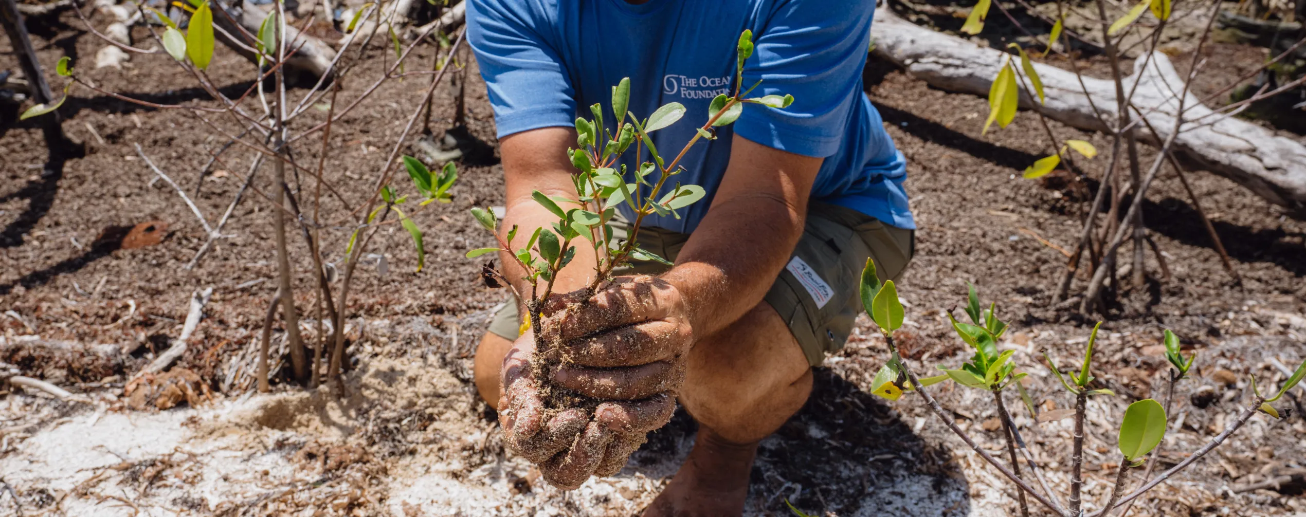 A man kneeling down holding a plant in his hands.