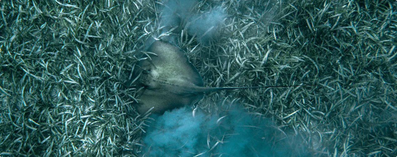 A shark in the water surrounded by blue smoke.