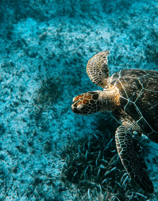 A sea turtle swims over a coral reef.