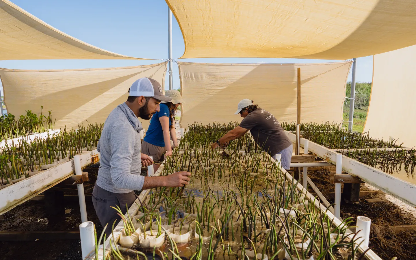 A group of people working in a greenhouse.
