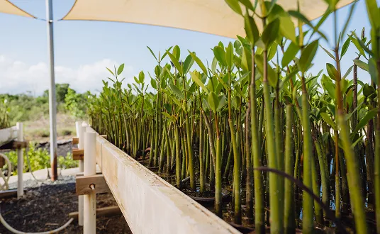 A lot of green plants that are in the dirt.
