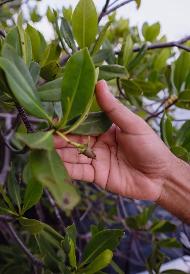A hand holding a branch with leaves on it.