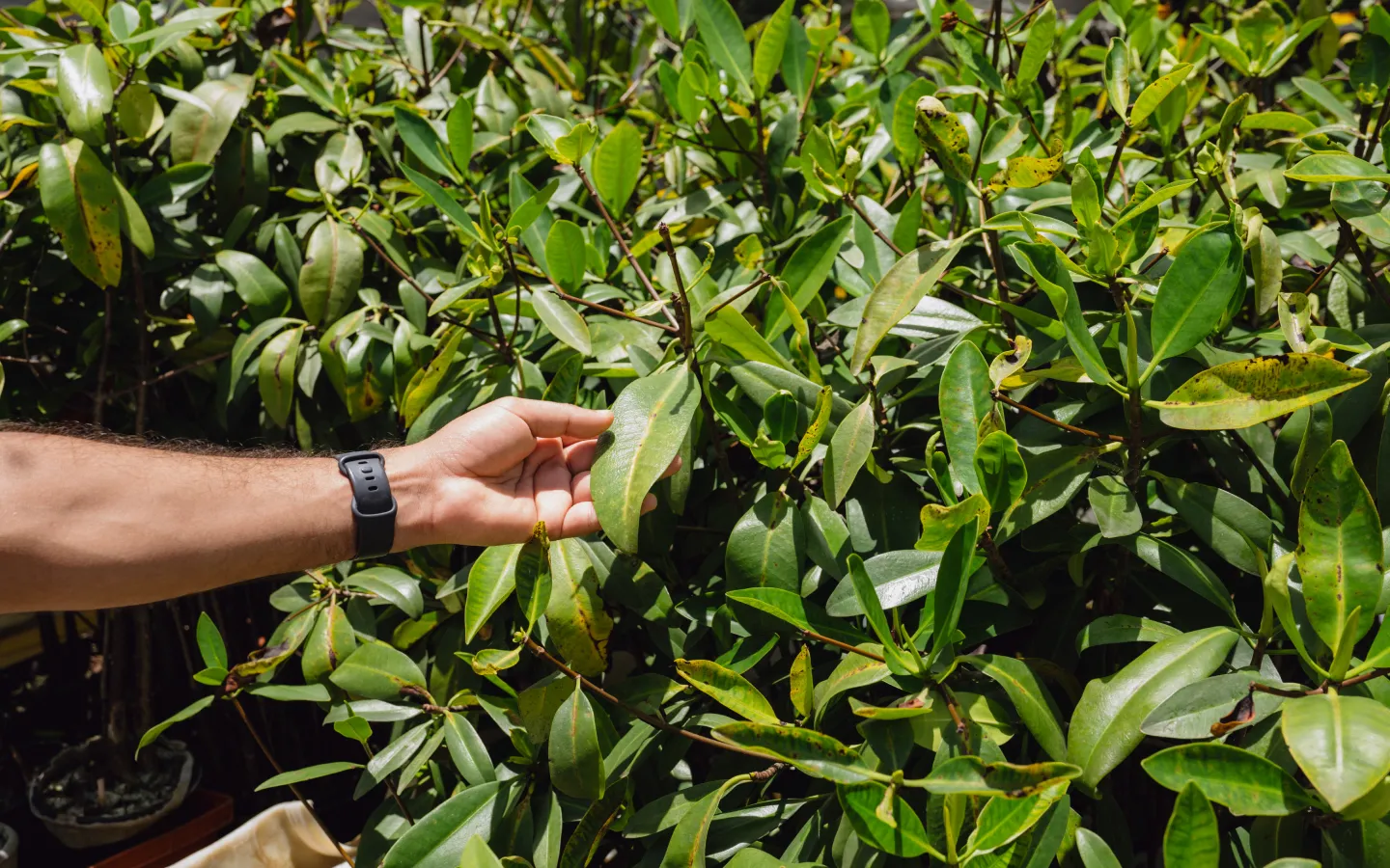 A hand reaching for a leaf on a bush.