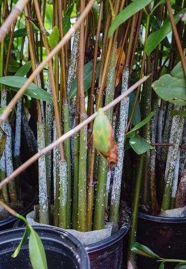 A bunch of plants that are in some pots.