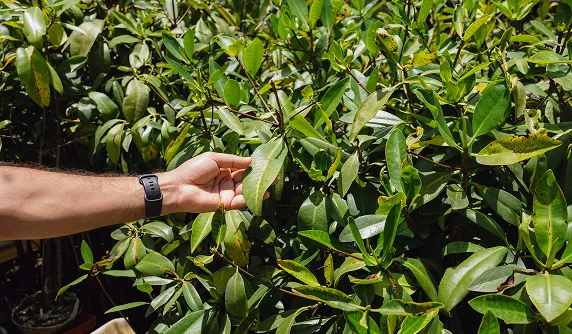 A hand reaching for a leaf on a bush.