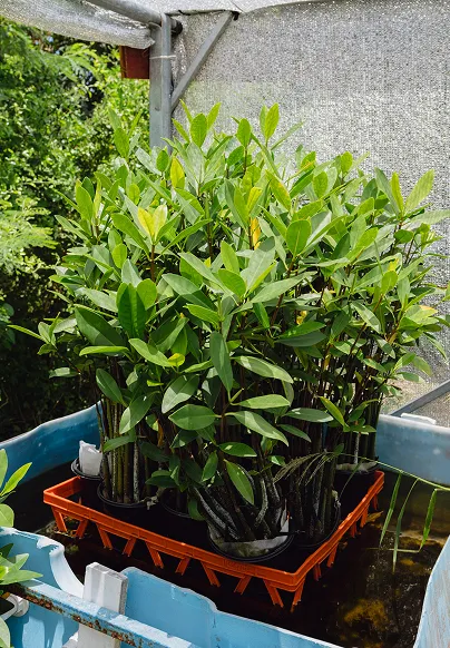 A container filled with plants in a garden.