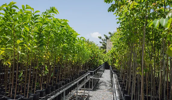 A row of trees in a greenhouse filled with lots of plants.