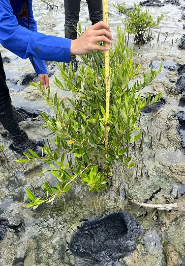 A person measuring a plant with a yellow stick.