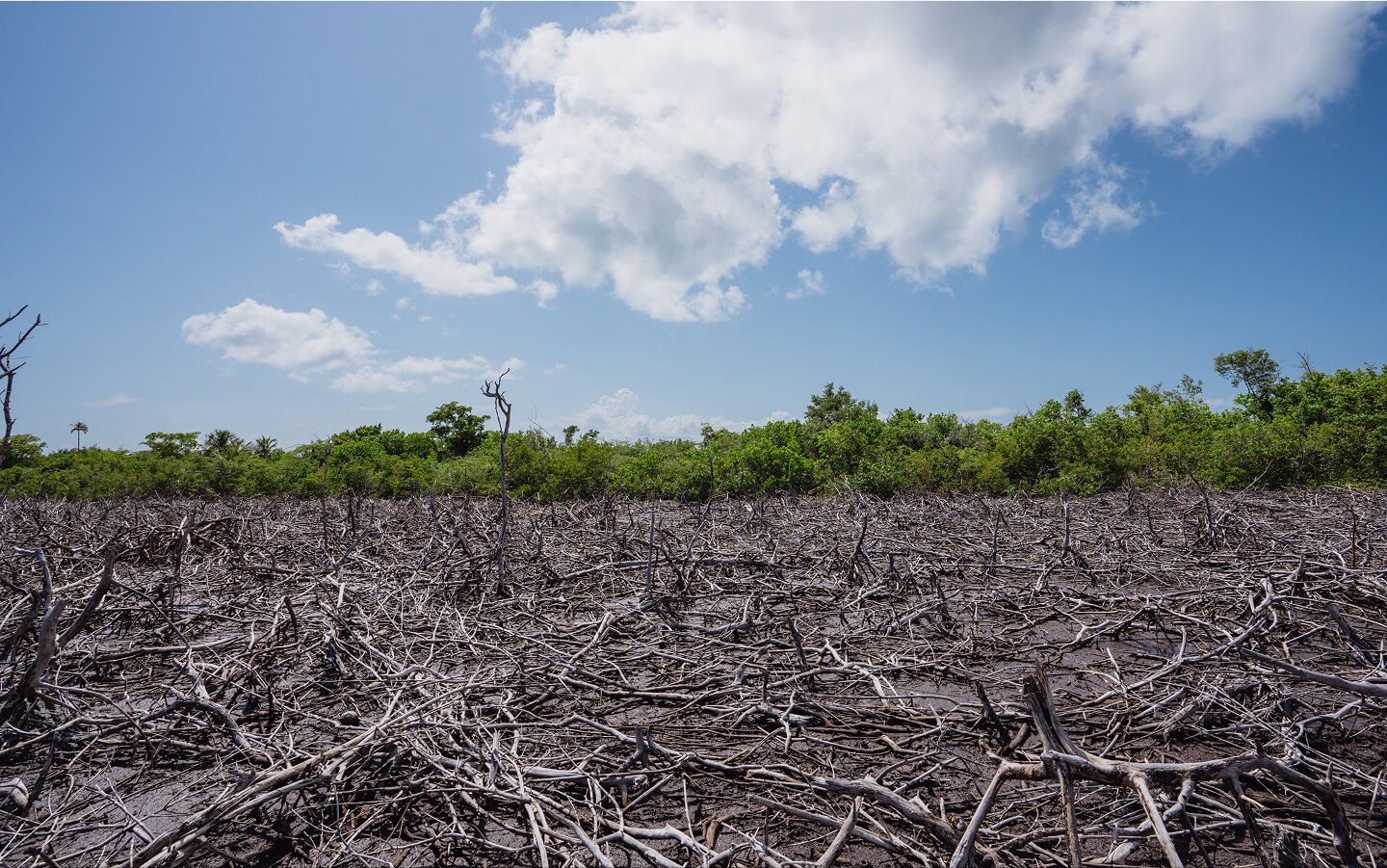 A field of dead trees with a blue sky in the background.