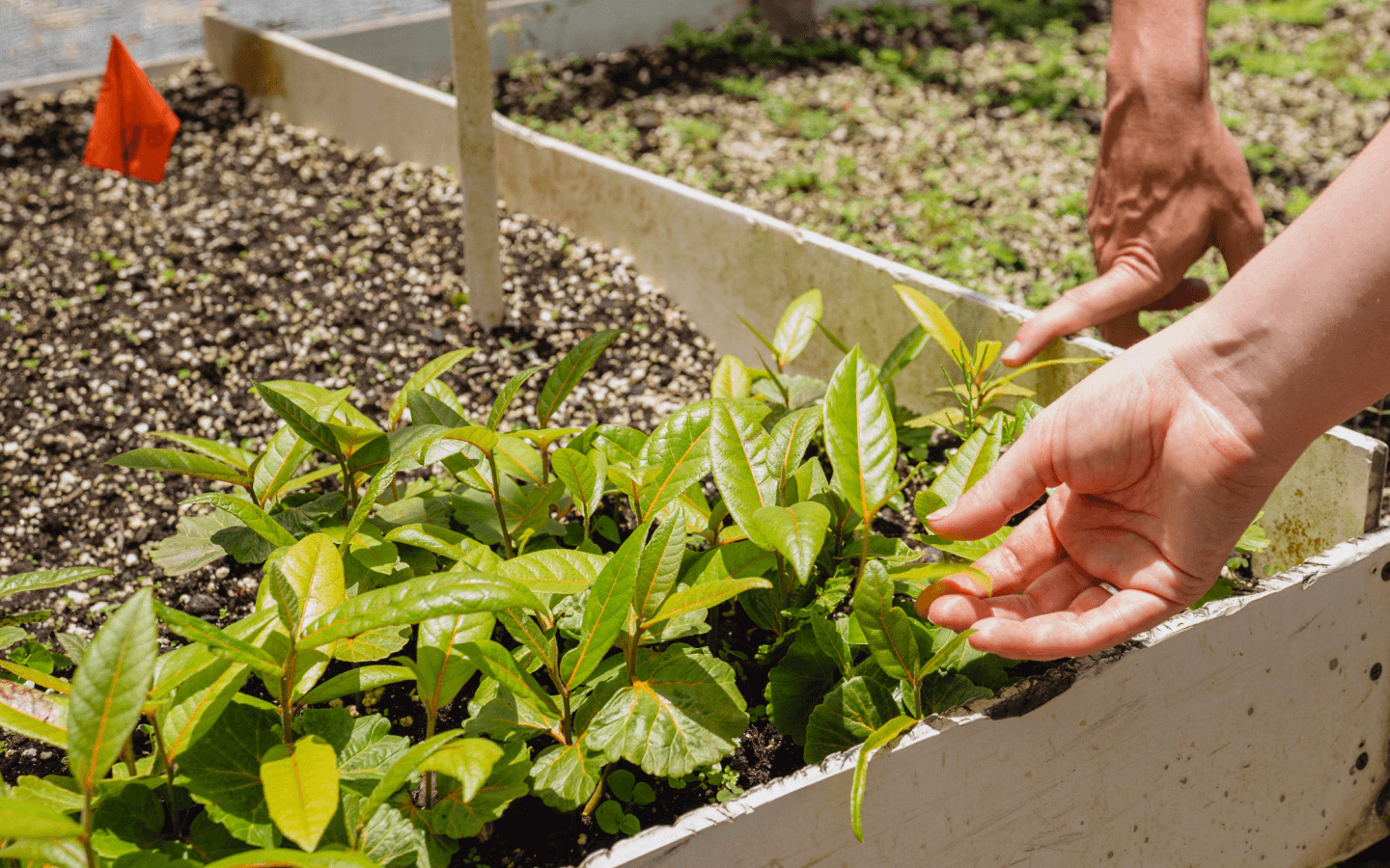 A person reaching for a plant in a raised garden bed.