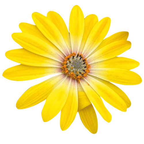 Eigene Zuchtung Osteospermum ‘Volcano’