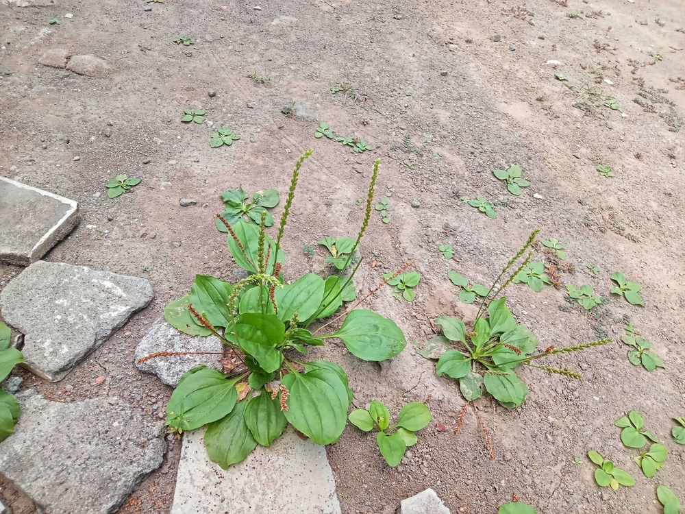 Broadleaf weeds