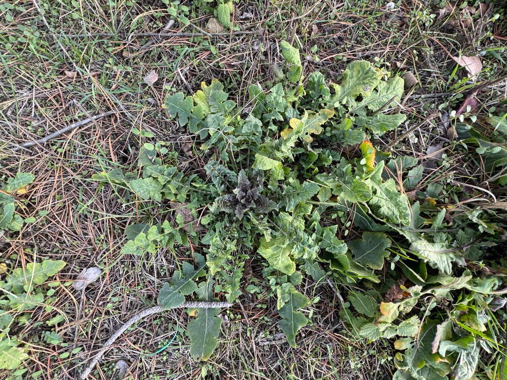 Desert mustard and London rocket weeds
