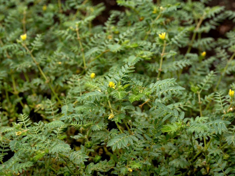 Puncturevine and goatheads