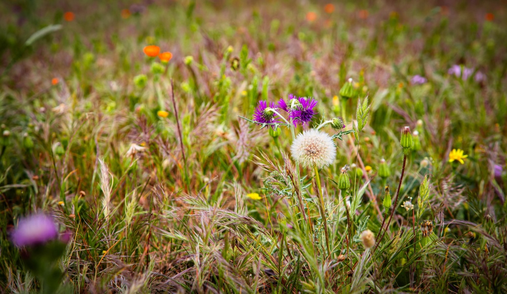 Thistle and dandelion weeds