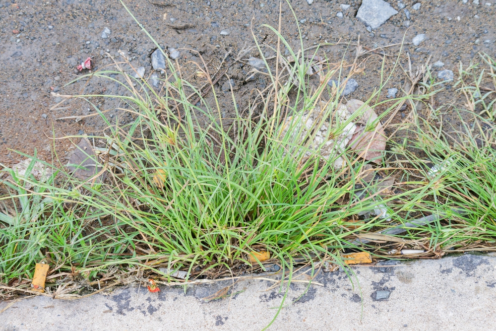 Nutsedge and Bermuda grass