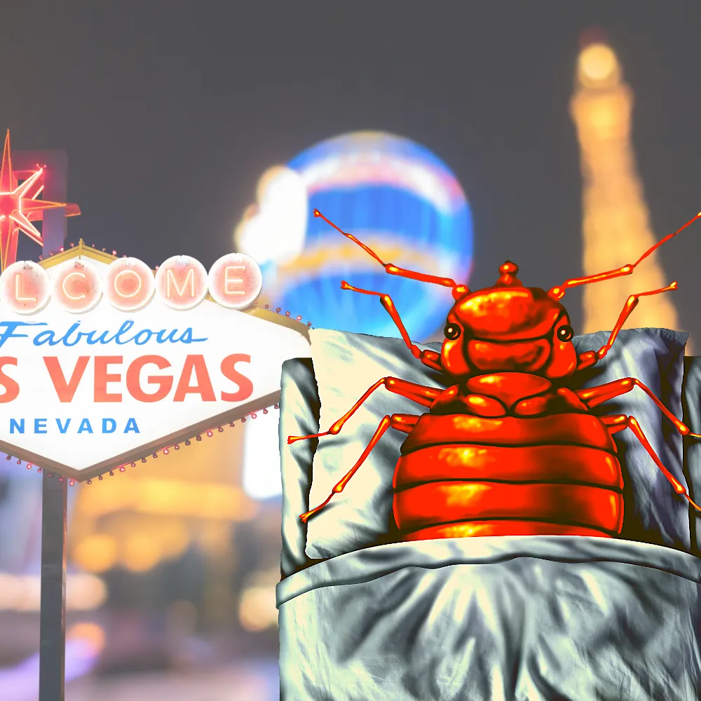 A brown bedbug on a white surface