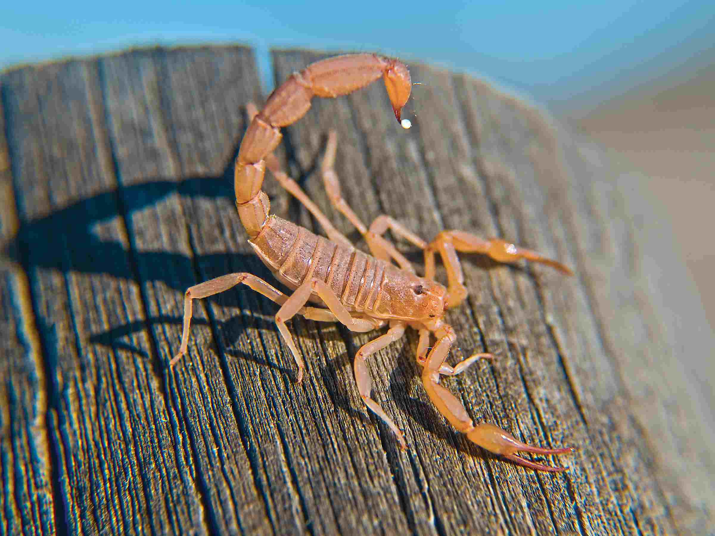 A scorpion resting on tree bark