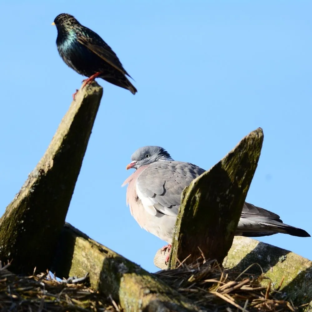 Bird Control: Tips for Choosing the Right Pest Company