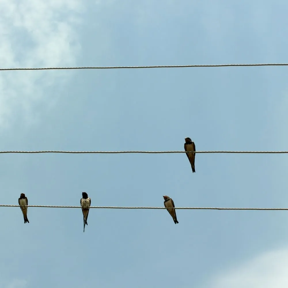 Bird Types in Las Vegas