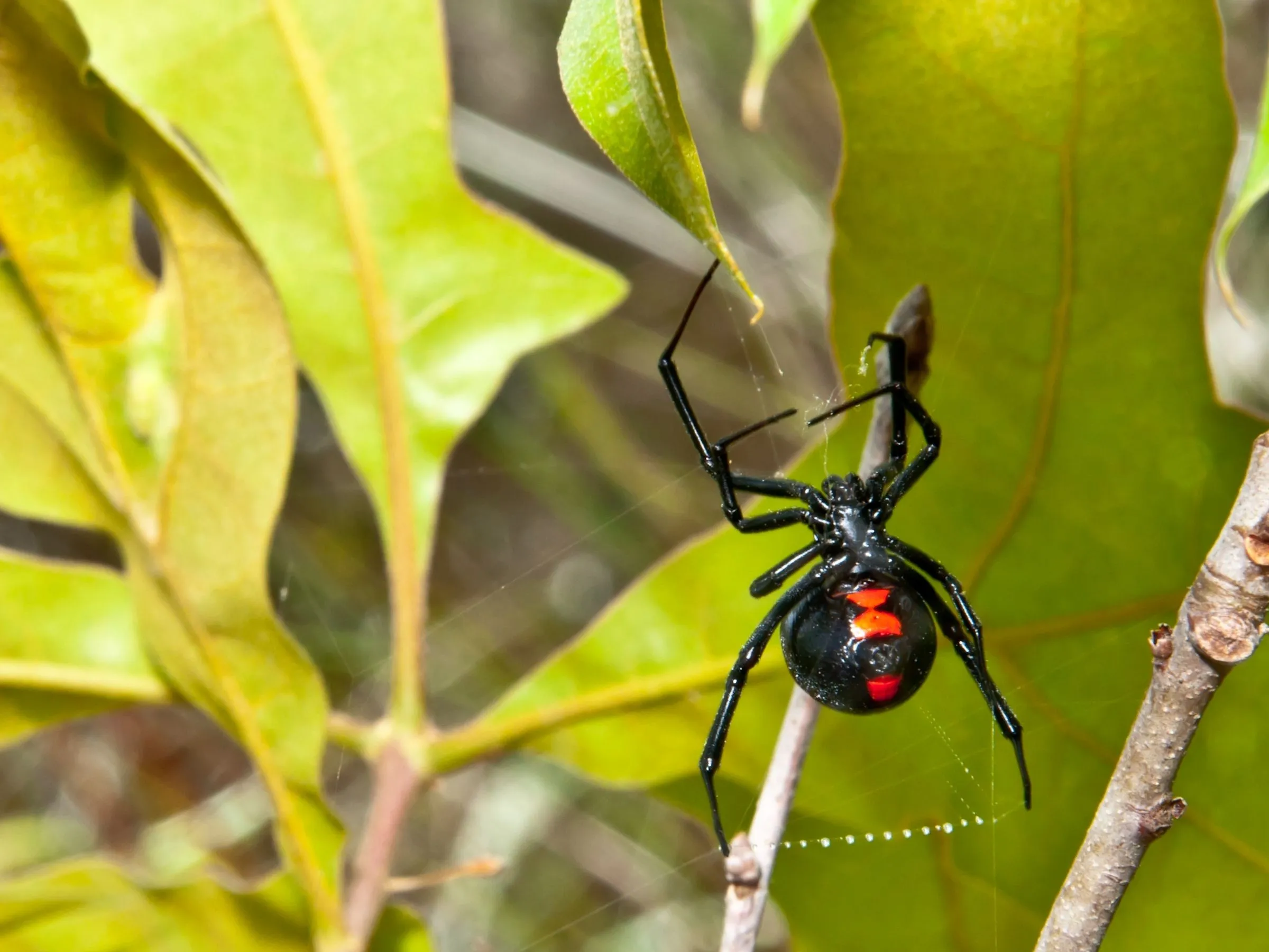 A black spider on its web
