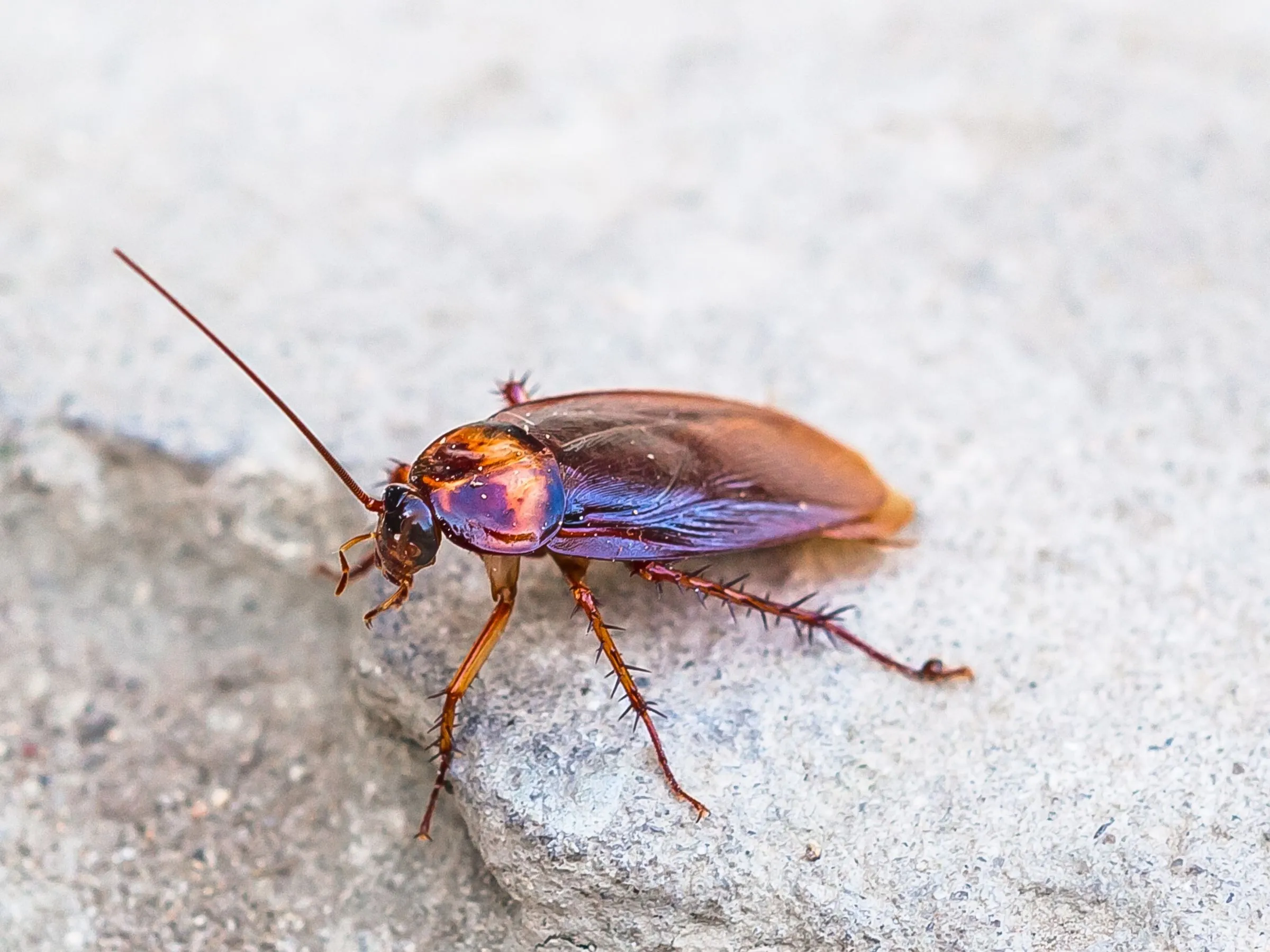 The German Cockroach