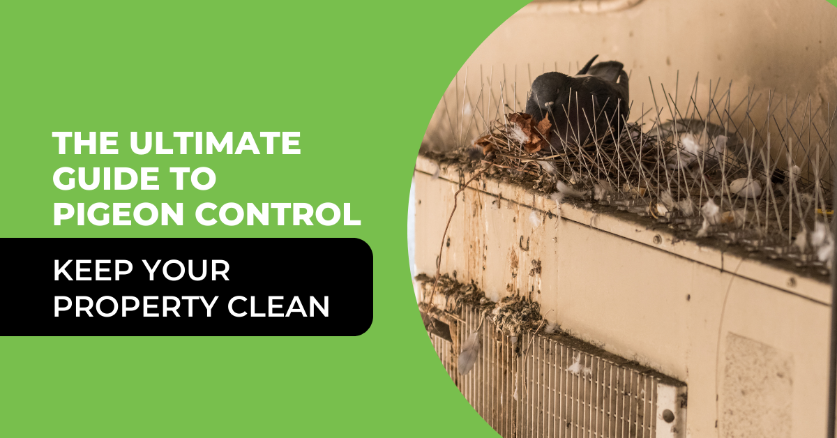 The Ultimate Guide to Pigeon Control in Las Vegas