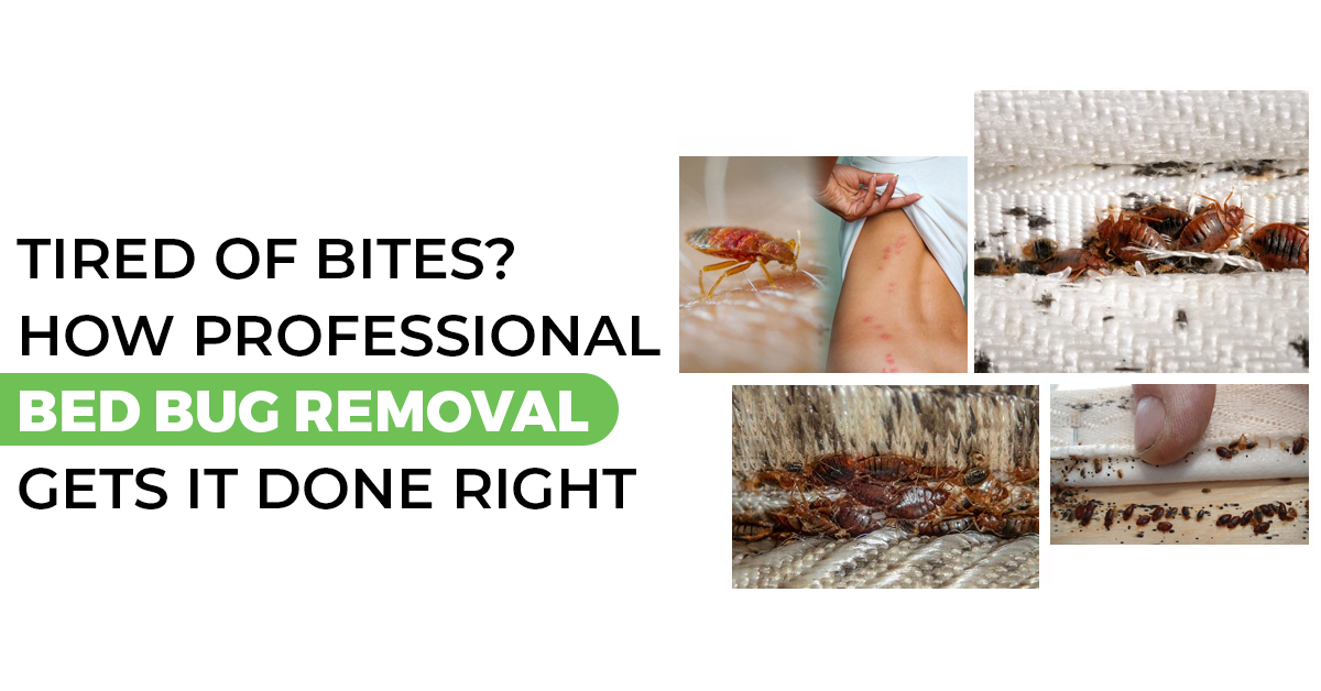 Tired of Bites? How Professional Bed Bug Removal Gets It Done Right