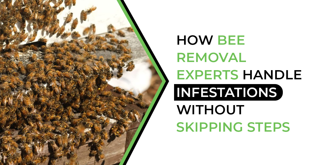 How Bee Removal Experts Handle Infestations Without Skipping Steps