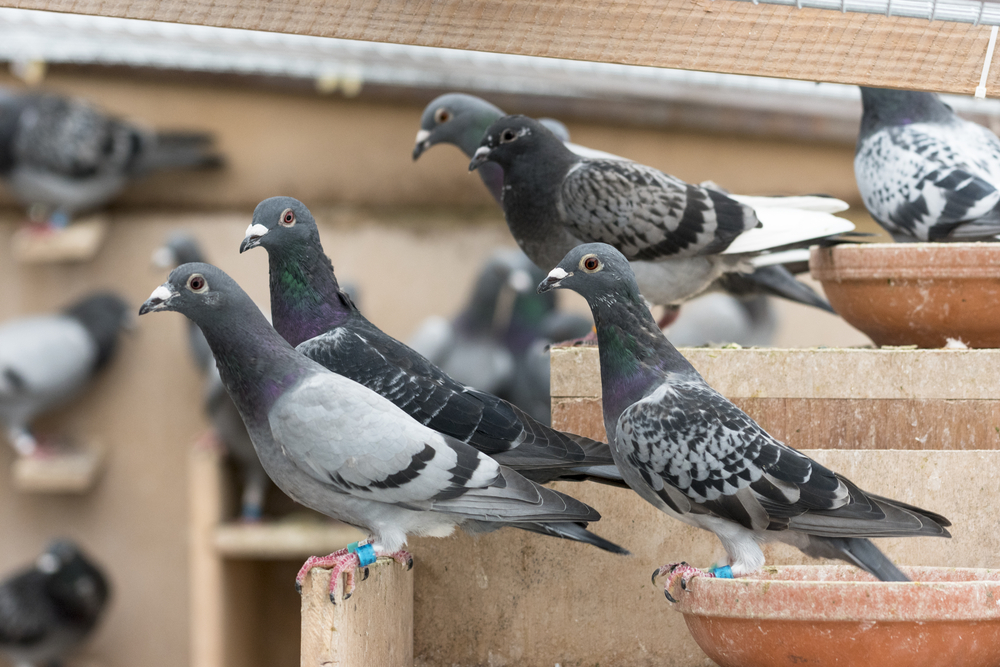 How Does Pest Control Deal with Pigeons
