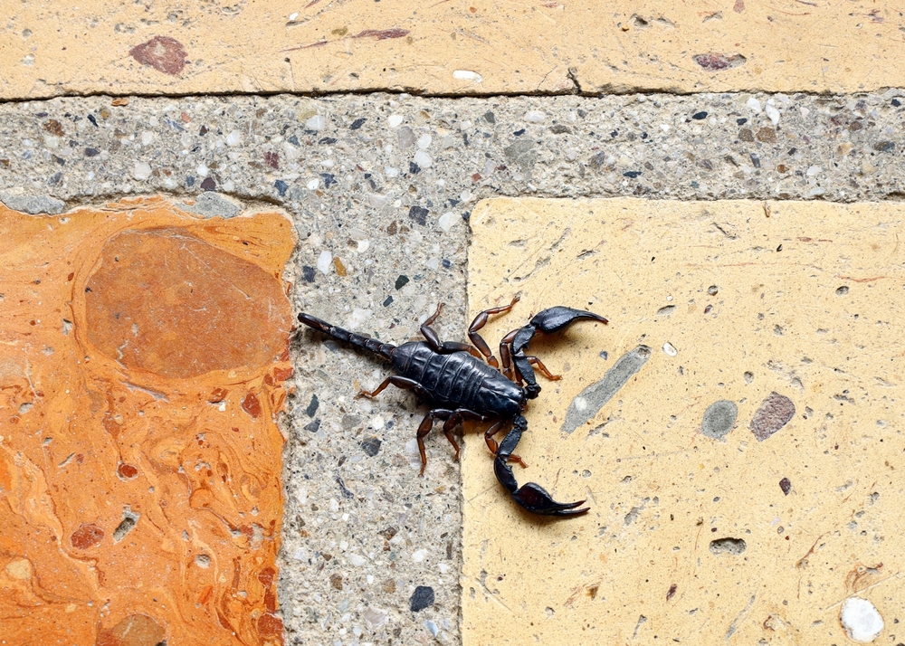 Can Pest Control Get Rid of Scorpions?