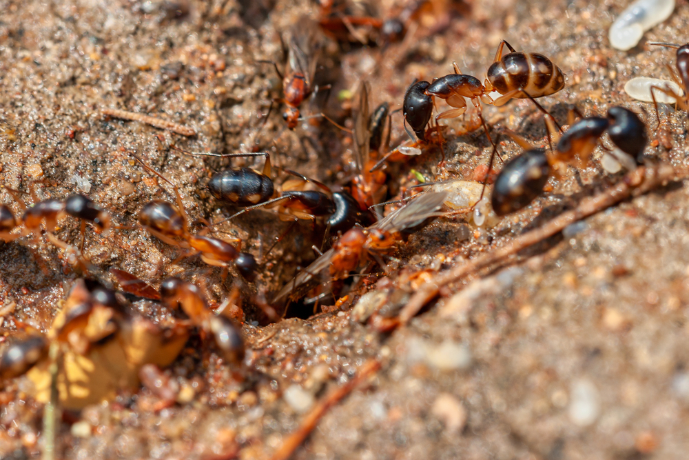 The Ultimate Guide to Managing Ant Infestations in the High Desert 