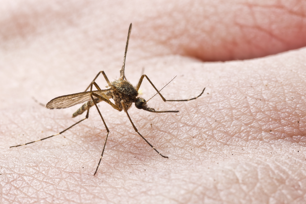 A Guide to Managing Mosquitos in the Las Vegas Desert