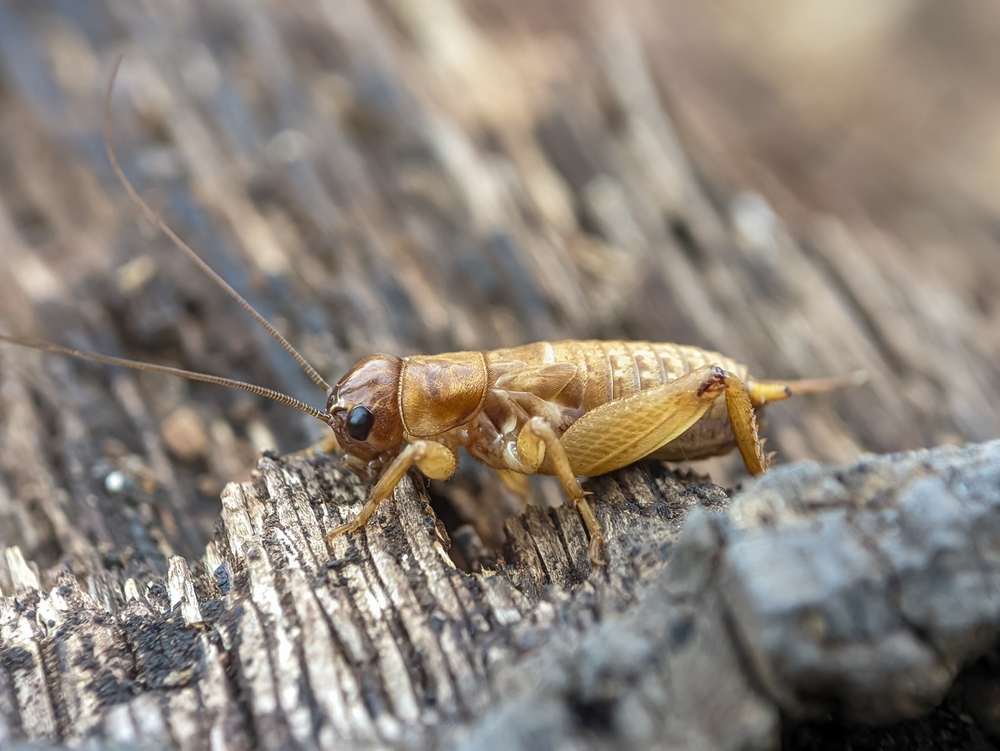 Why Crickets Get Inside Desert Homes And How to Keep Them Out 