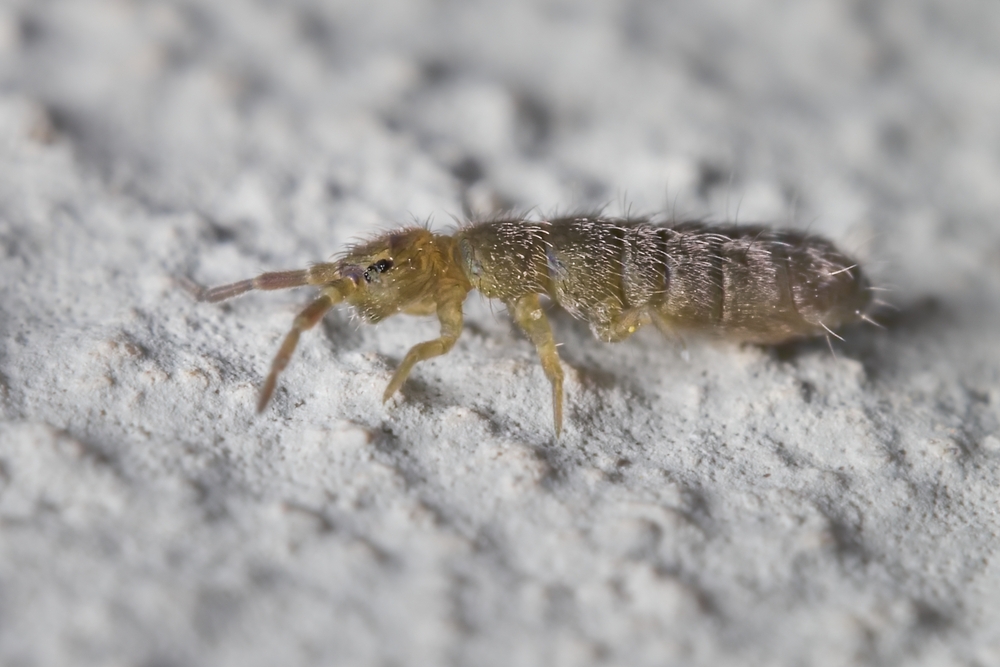Seeing Tiny Jumping Bugs in Your Home? They May Be Springtails 