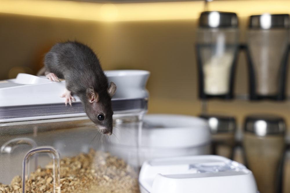 Scratching Noises Keeping You Up at Night? Signs of a Rodent Infestation 