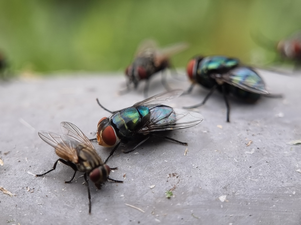 How to Keep Flies Out of Your Desert Home