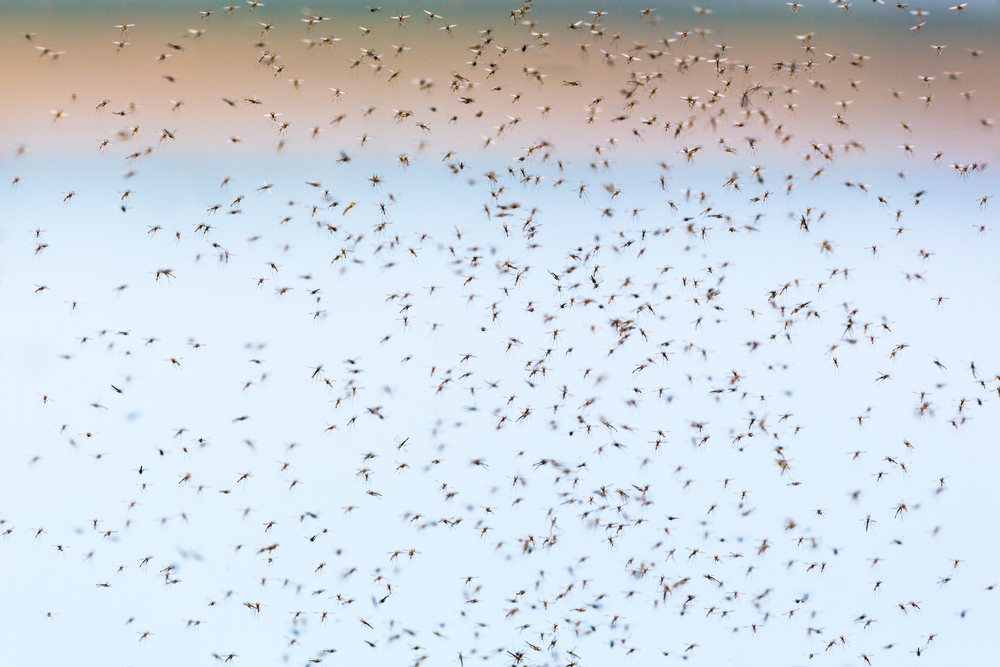 The Science Behind Desert Mosquito Activity