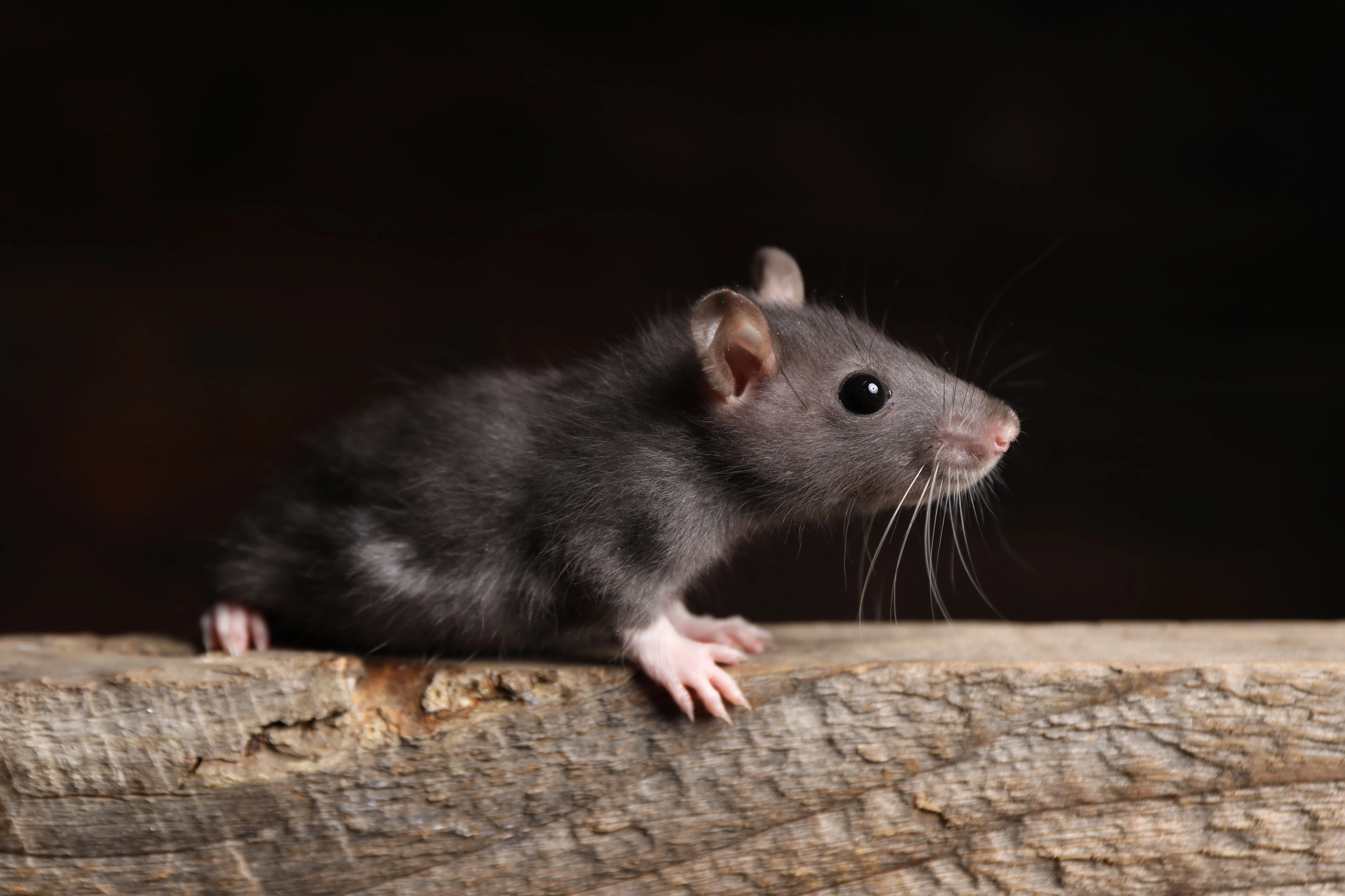 The Autumn Migration Why Rodents Head Indoors as Desert Temperatures Drop