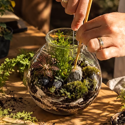 Experiência Botanique Terrariums