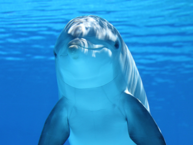 License - Streaming X Webflow Template