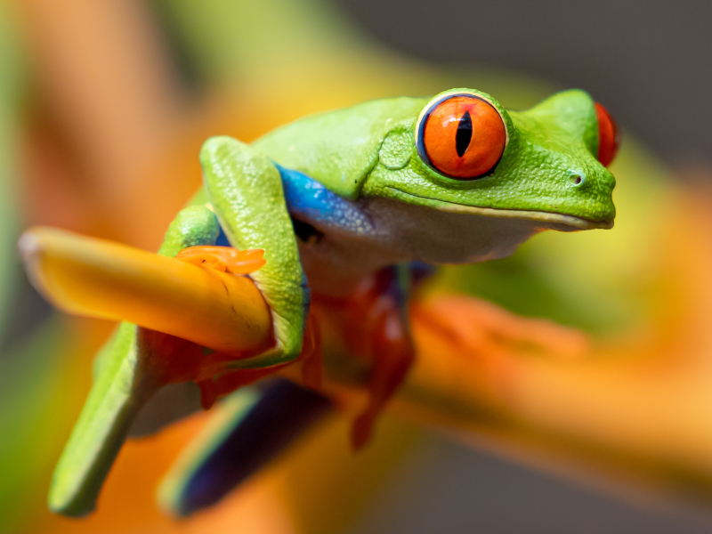 License - Streaming X Webflow Template