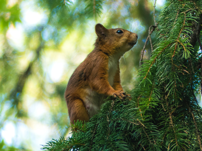 License - Streaming X Webflow Template